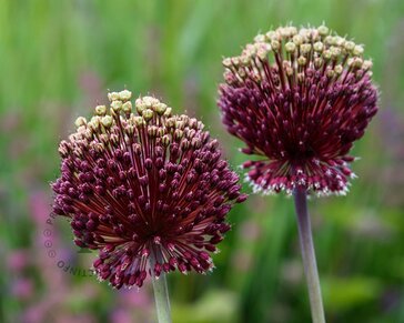 Allium 'Red Mohican'