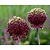 Allium 'Red Mohican'