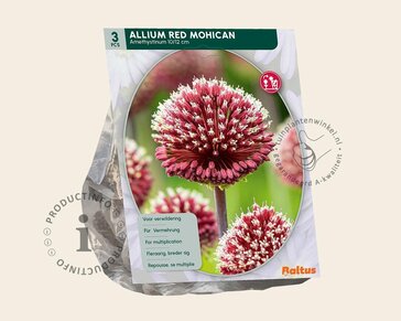 Allium 'Red Mohican'
