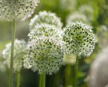 Allium 'Mount Everest' image