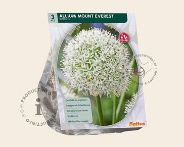 Allium 'Mount Everest'