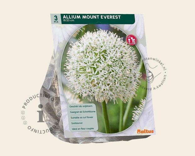 Allium 'Mount Everest'