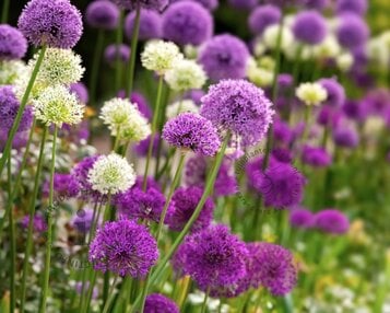 Allium Mix Paars-Wit image