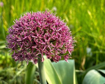 Allium 'Ostara'