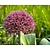 Allium 'Ostara'
