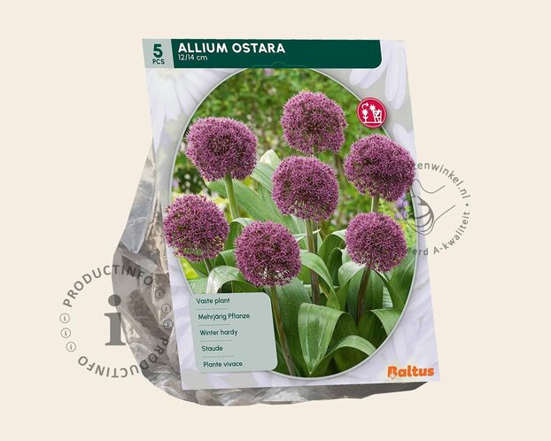 Allium 'Ostara'