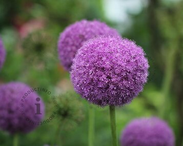 Allium 'Party Balloons' image