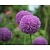 Allium 'Party Balloons'
