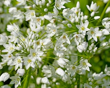 Allium neapolitanum image