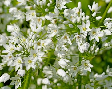 Allium neapolitanum