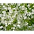 Allium neapolitanum