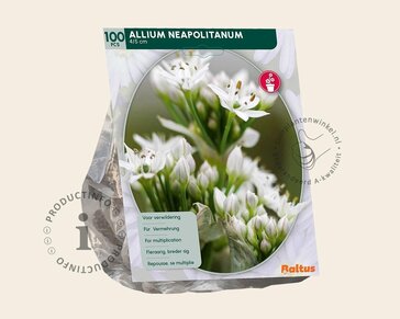 Allium neapolitanum
