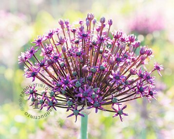 Allium 'Miami' image