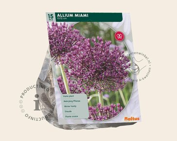 Allium 'Miami'
