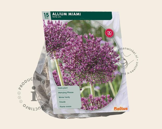 Allium 'Miami'