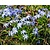 Chionodoxa luciliae