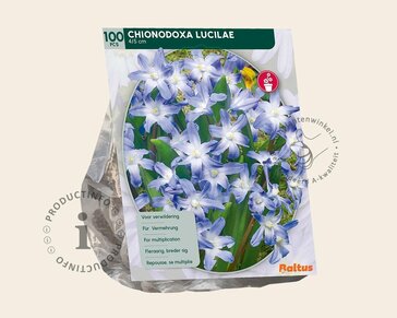 Chionodoxa luciliae