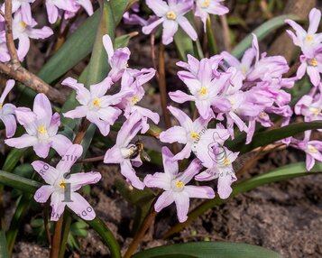 Chionodoxa 'Pink Giant' image