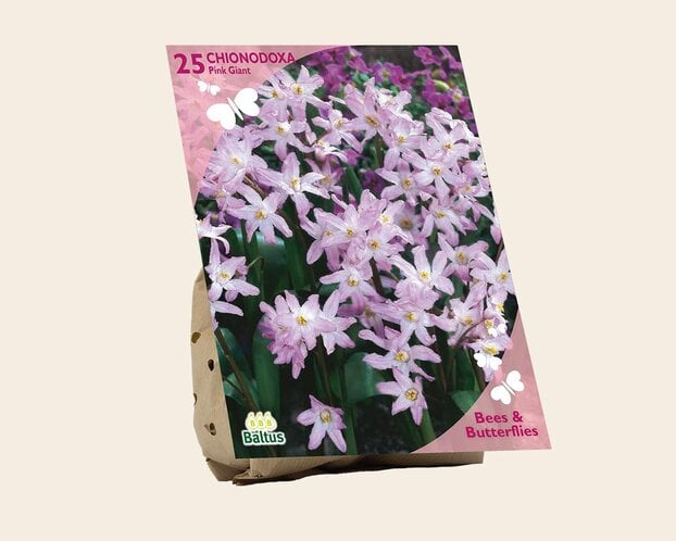 Chionodoxa 'Pink Giant'