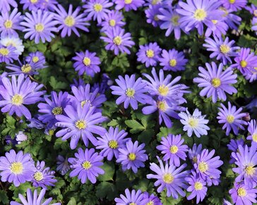 Anemone blanda Blauw