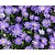 Anemone blanda Blauw