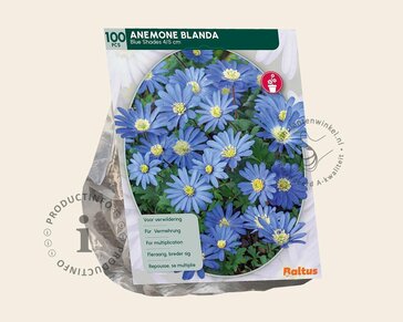 Anemone blanda Blauw