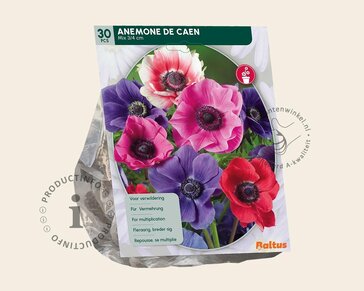 Anemone coronaria De Caen Mix