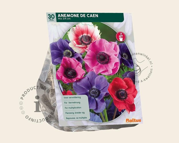 Anemone coronaria De Caen Mix