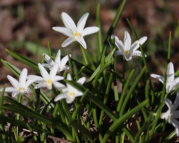 Chionodoxa luciliae 'Alba'