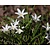 Chionodoxa luciliae 'Alba'