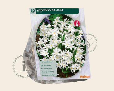 Chionodoxa luciliae 'Alba'