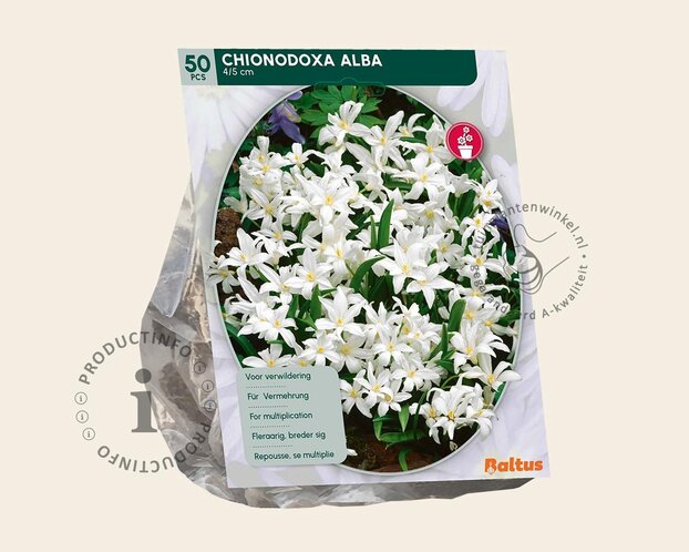 Chionodoxa luciliae 'Alba'