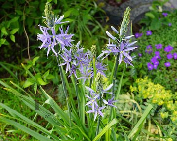 Camassia cusickii
