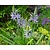 Camassia cusickii