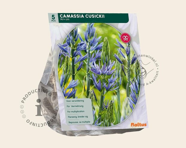 Camassia cusickii