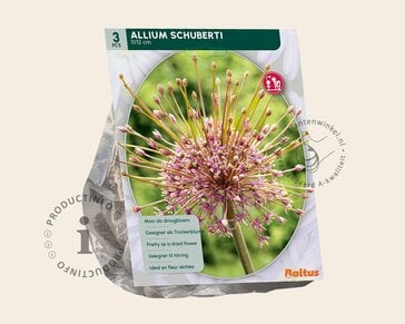 Allium schubertii