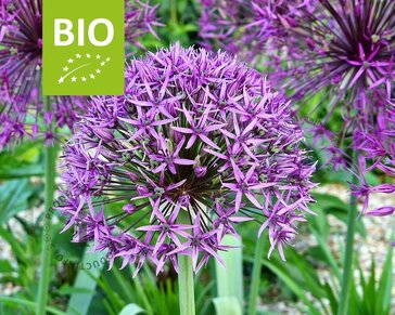 Allium 'Violet Beauty' - BIO