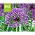 Allium 'Violet Beauty' - BIO