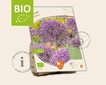 Allium 'Violet Beauty' - BIO