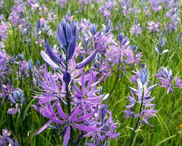 Camassia quamash image