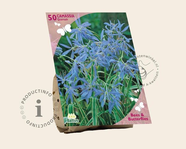 Camassia quamash