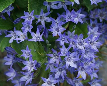 Brodiaea 'Koningin Fabiola'