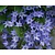 Brodiaea 'Koningin Fabiola'