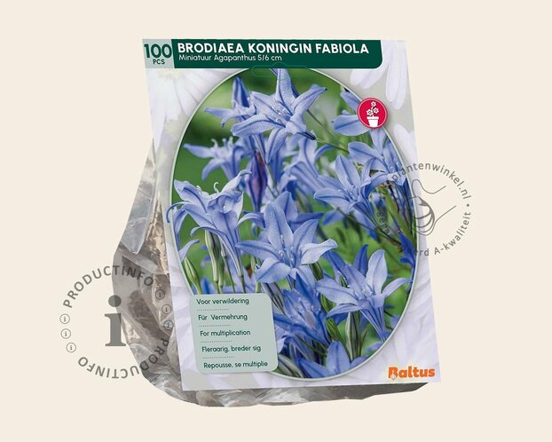 Brodiaea 'Koningin Fabiola'