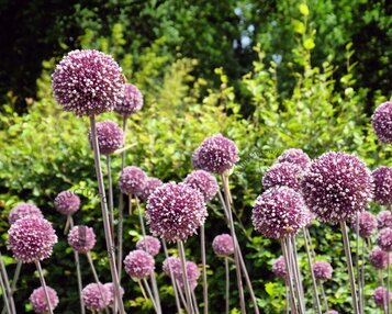 Allium 'Summer Drummer' image