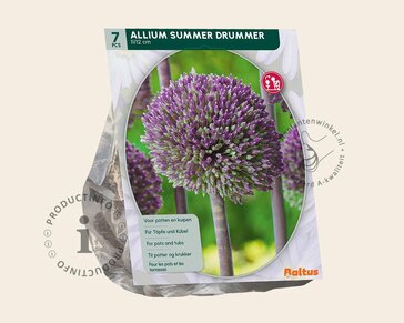 Allium 'Summer Drummer'