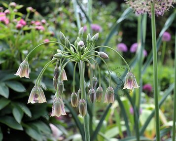 Allium siculum (bulgaricum) image