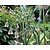 Allium siculum (bulgaricum)