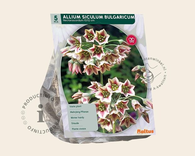 Allium siculum (bulgaricum)