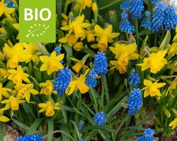 Bees & Butterflies Mix - BIO image